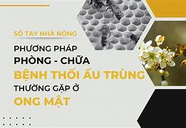 Sản Lượng Mật Của Đàn Ong Mật Ăn